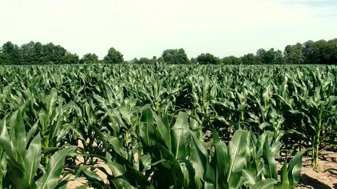 Corn field Stock Footage 108554184