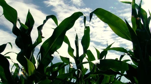 Corn field Stock Footage 108554201