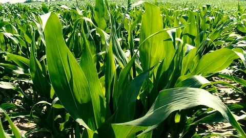 Corn field Stock Footage 108554203
