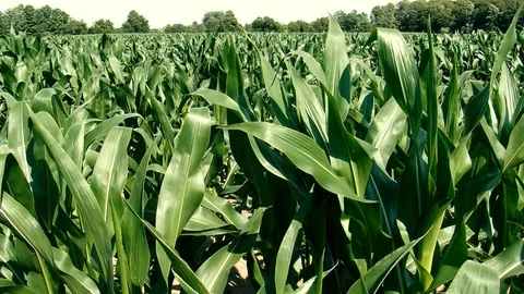Corn field Stock Footage 108554216