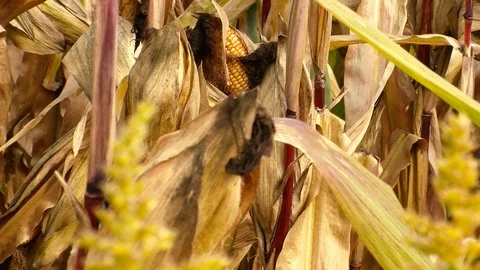 Corn field Stock Footage 108554228
