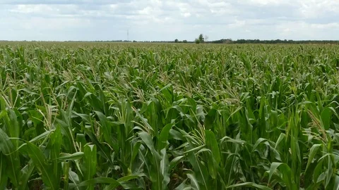 Corn on the field Stock Footage 111773802