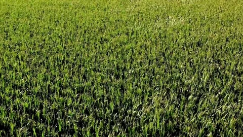 Corn field Stock Footage 112306115