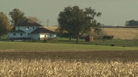 Corn Field Stock Footage 123913418