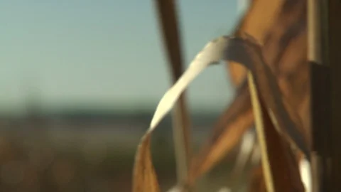 Corn Field Stock Footage 123913480