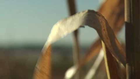 Corn Field Stock Footage 123913516