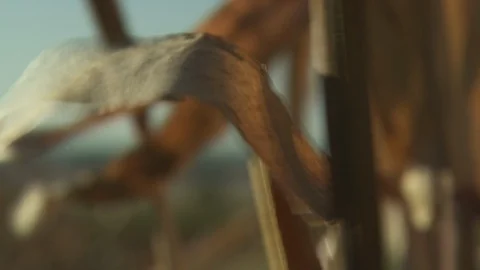 Corn Field Stock Footage 123913550