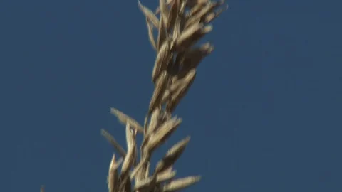 Corn Field Stock Footage 123913580