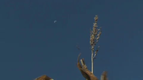 Corn Field Stock Footage 123913604