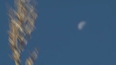 Corn Field Stock Footage 123913671