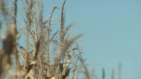 Corn Field Stock Footage 123913761