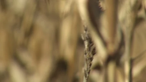 Corn Field Stock Footage 123913813
