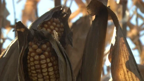 Corn Field Stock Footage 123913875