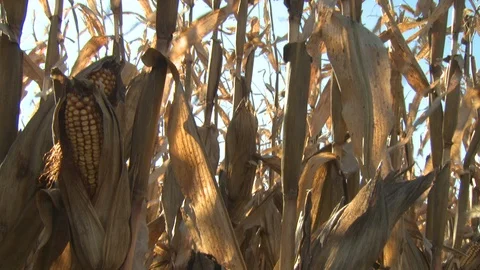 Corn Field Stock Footage 123913907