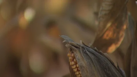 Corn Field Video stock 123913980