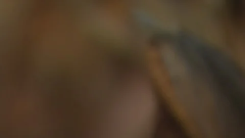 Corn Field Stock Footage 123914191