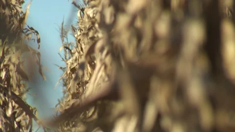 Corn Field Stock Footage 123914266
