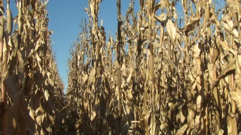 Corn Field Stock Footage 123914332