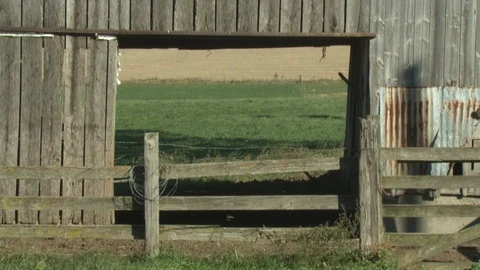 Corn Field Stock Footage 123914376