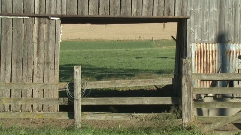 Corn Field Stock Footage 123914407