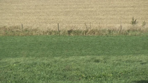 Corn Field Stock Footage 123914414
