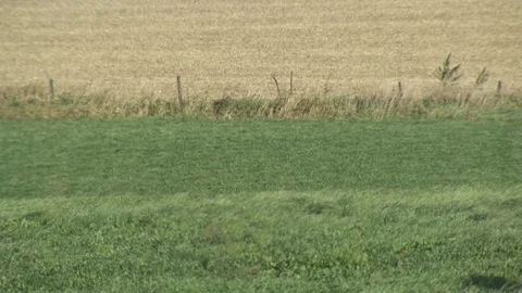 Corn Field Stock Footage 123914457