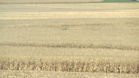 Corn Field Stock Footage 123914499