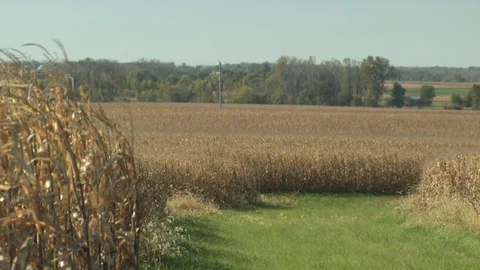 Corn Field Stock Footage 123914599