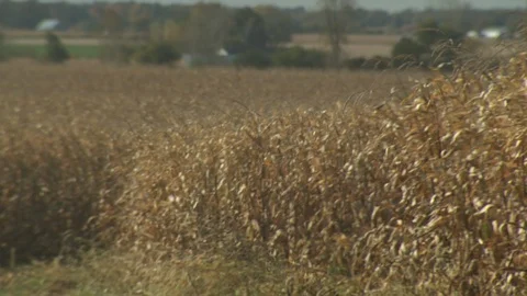 Corn Field Stock Footage 123914877