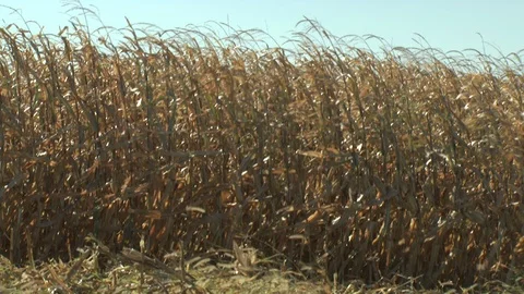 Corn Field Stock Footage 123914899
