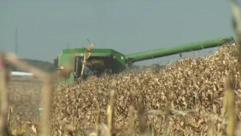 Corn Field Video stock 123914919