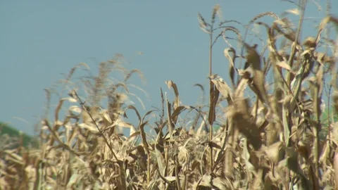 Corn Field Stock Footage 123914940