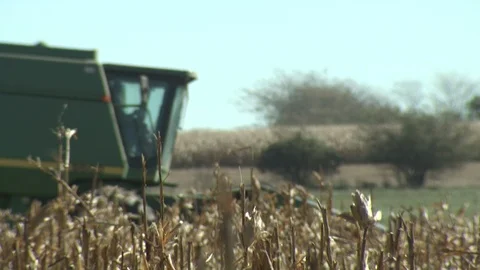 Corn Field Stock Footage 123914943