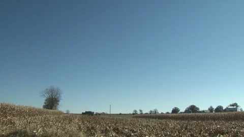 Corn Field Stock Footage 123914972