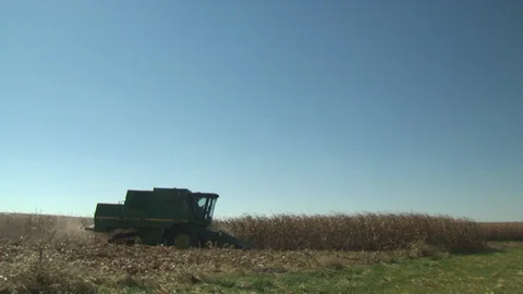 Corn Field Stock Footage 123914980