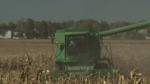 Corn Field Stock Footage 123914995