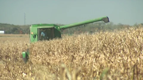 Corn Field Stock Footage 123915007