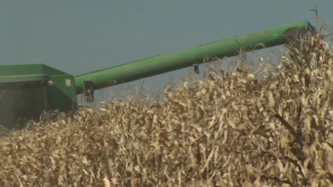 Corn Field Stock Footage 123915021