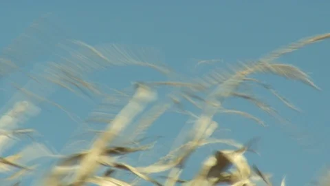 Corn Field Stock Footage 123915025