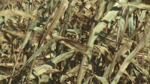 Corn Field Stock Footage 123915041