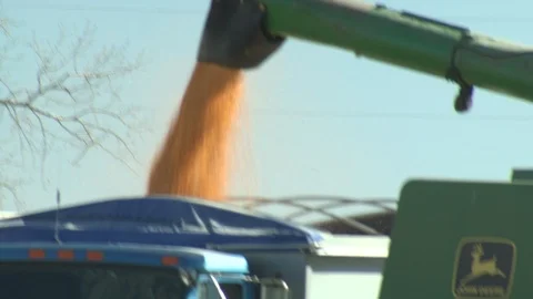 Corn Field Stock Footage 123915051