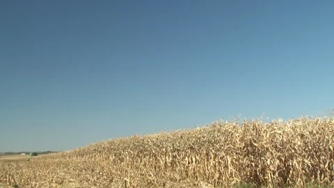 Corn Field Stock Footage 123915081