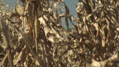 Corn Field Stock Footage 123915140