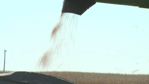 Corn Field Stock Footage 123915146