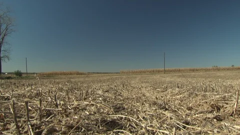 Corn Field Stock Footage 123915198