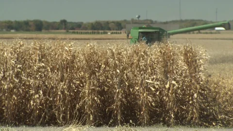 Corn Field Stock Footage 123915213