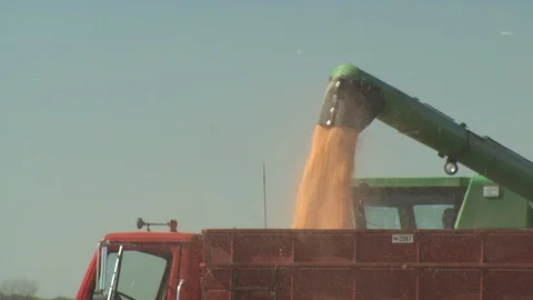 Corn Field Stock Footage 123915226
