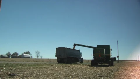 Corn Field Stock Footage 123915291