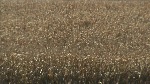 Corn Field Stock Footage 123915297