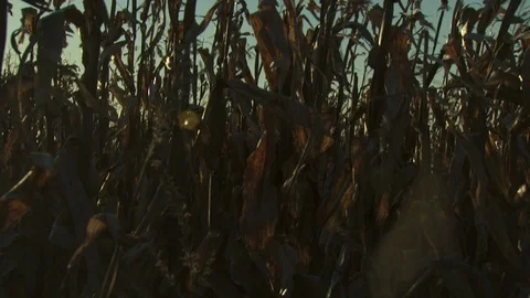 Corn Field Stock Footage 123915325